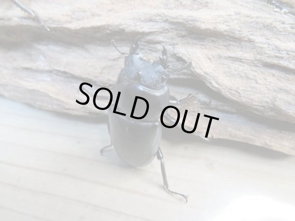 画像5: 新成虫!F2☆ネパレンシスコクワ♂70ミリ♀45ミリ+45ミリトリオ限定1セット販売!! (5)