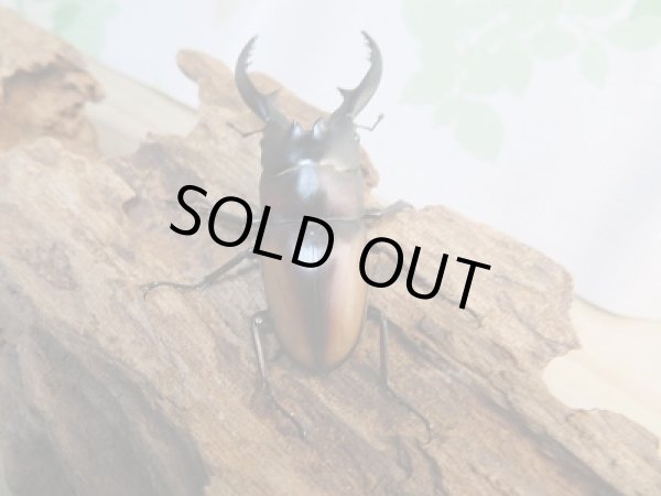 画像3: 人気種!!新成虫☆レニノコギリクワガタ(紋入り)♂60ミリ♀フリーサイズペア販売!! (3)