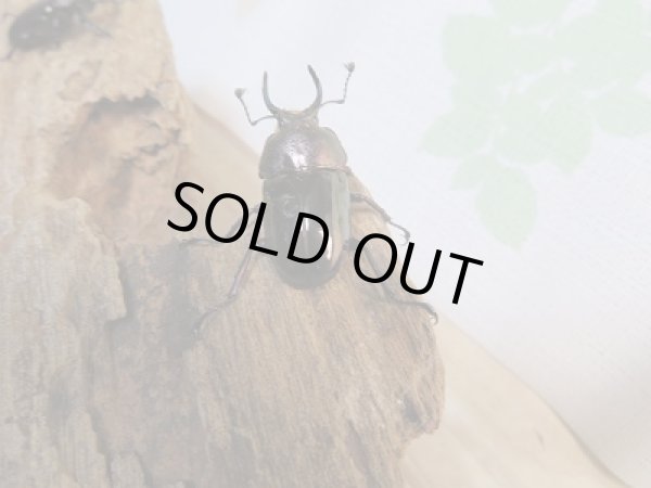 画像3: 人気種!!新成虫☆ドウイロクワガタ♂32ミリ♀フリーサイズペア販売!! (3)