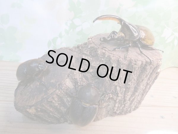 画像6: 新成虫☆D.H.リッキー♂113ミリ♀62ミリ+♀61ミリトリオ販売!! (6)