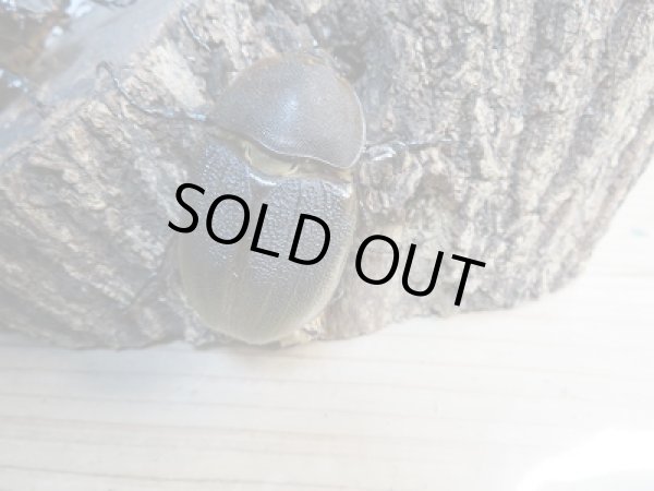 画像5: 新成虫☆D.H.リッキー♂113ミリ♀62ミリ+♀61ミリトリオ販売!! (5)