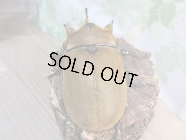 画像3: 人気種!!新成虫☆イイジマゾウカブト♂111ミリ♀70ミリペア販売!! (3)