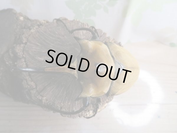 画像2: 人気種!!新成虫☆イイジマゾウカブト♂111ミリ♀70ミリペア販売!! (2)