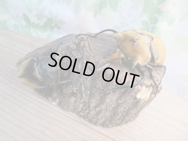 画像5: 人気種!!新成虫☆イイジマゾウカブト♂111ミリ♀70ミリペア販売!! (5)