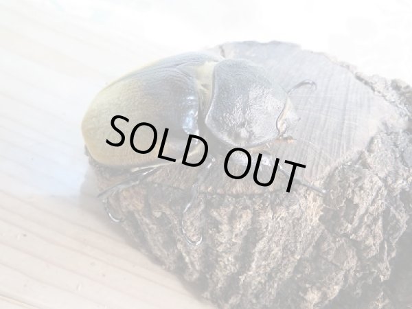 画像4: 人気種!!新成虫☆イイジマゾウカブト♂111ミリ♀70ミリペア販売!! (4)