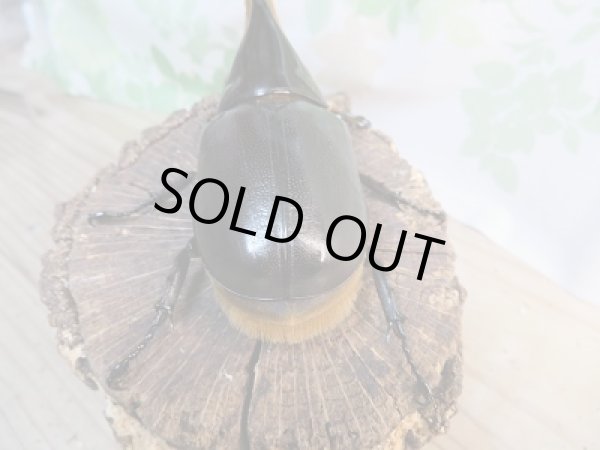 画像3: 大人気種!!新成虫☆サタンオオカブト♂94ミリ♀66ミリペア販売!! (3)