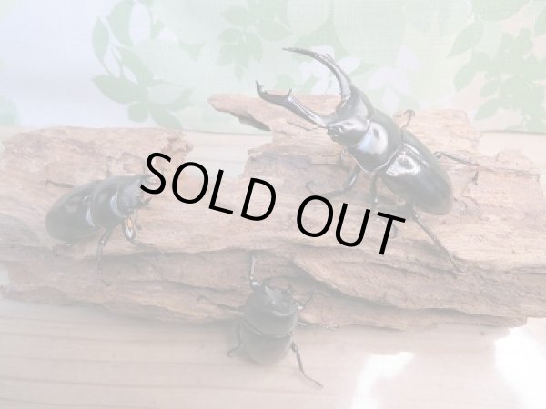 画像6: 新成虫!F2☆ネパレンシスコクワ♂70ミリ♀45ミリ+45ミリトリオ限定1セット販売!! (6)