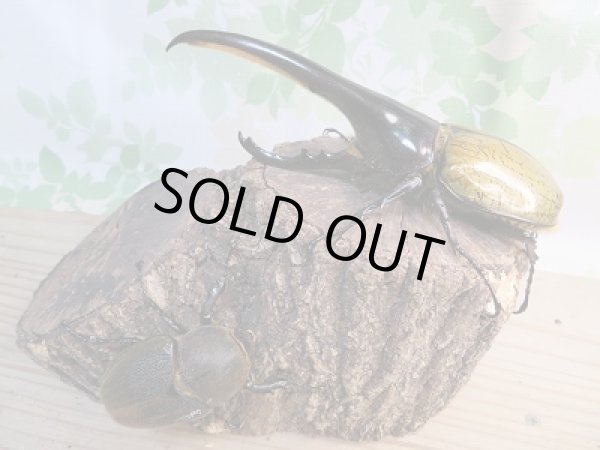 画像5: 新成虫☆美形☆D.H.ヘラクレス♂148ミリ♀64ミリペア販売!! (5)