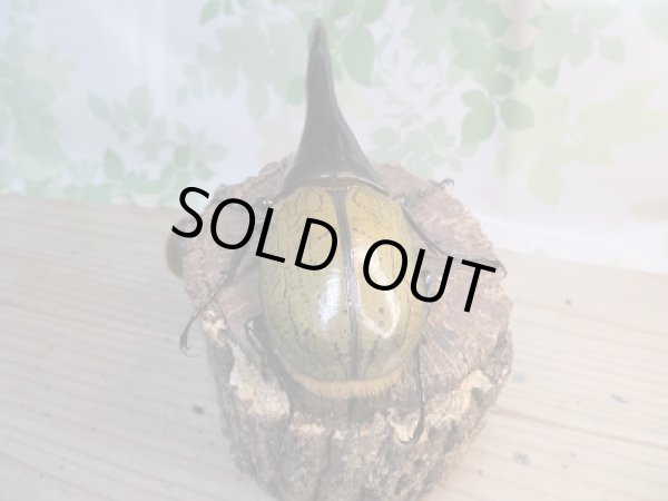 画像3: 新成虫☆美形☆D.H.ヘラクレス♂148ミリ♀64ミリペア販売!! (3)