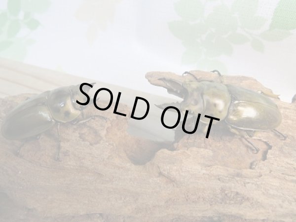 画像5: 美麗新成虫☆F4☆ババオウゴンオニクワガタ♂53ミリ♀44ミリペア販売!! (5)