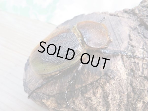 画像4: 新成虫☆大型☆D.H.ヘラクレス♂159ミリ♀69ミリペア販売!! (4)