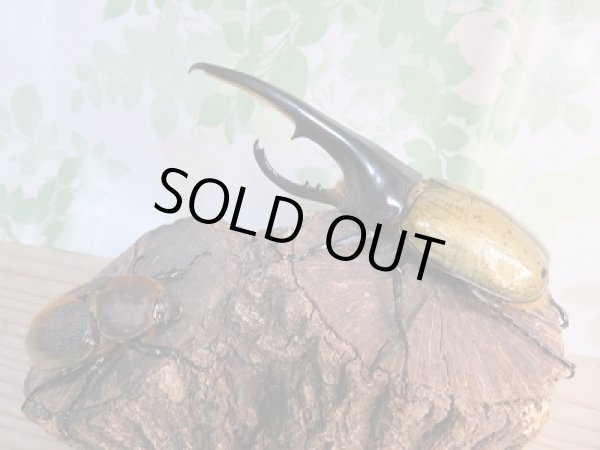 画像5: 新成虫☆大型☆D.H.ヘラクレス♂159ミリ♀69ミリペア販売!! (5)