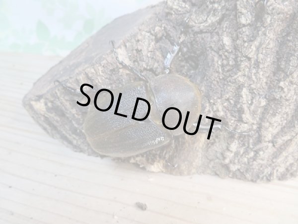 画像4: 新成虫☆美形☆D.H.ヘラクレス♂148ミリ♀64ミリペア販売!! (4)