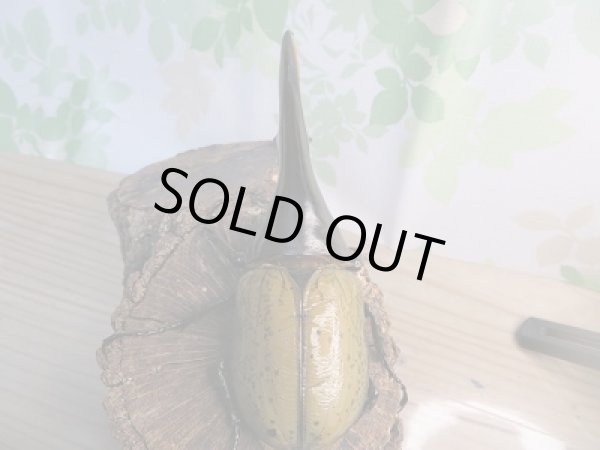 画像3: 新成虫☆大型☆D.H.ヘラクレス♂159ミリ♀69ミリペア販売!! (3)