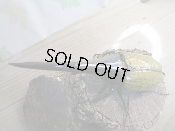 画像2: 新成虫☆大型☆D.H.ヘラクレス♂159ミリ♀69ミリペア販売!! (2)