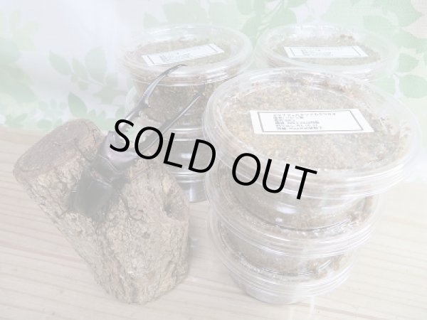 画像2: ペレン島産!メタリフェルホソアカクワガタ(通称ペレメタ)初二令幼虫3頭セット販売!! (2)