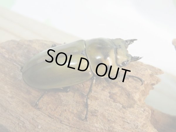 画像4: 美麗新成虫☆F4☆ババオウゴンオニクワガタ♂53ミリ♀44ミリペア販売!! (4)