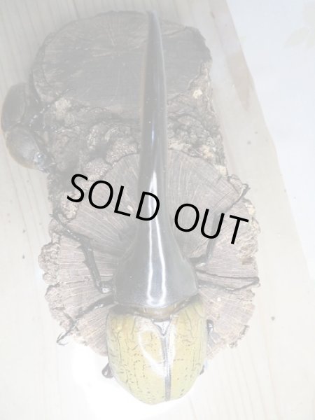 画像2: 新成虫☆美形☆D.H.ヘラクレス♂148ミリ♀64ミリペア販売!! (2)