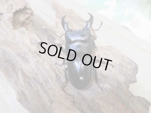 画像3: 新成虫☆F3☆ミヤマヒラタクワガタ♂49.5ミリ♀フリーサイズペア+♀フリートリオ販売!! (3)