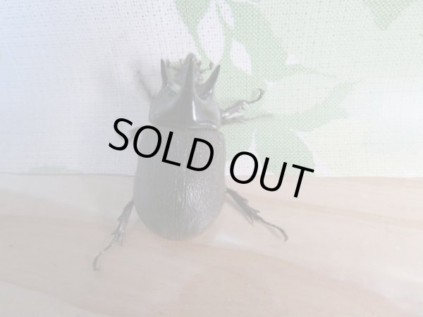 画像3: 新成虫☆F5☆ぺヘルケヘラヅノカブト(ぺヘルケヒサシサイカブト)♂48ミリ♀フリーサイズペア (3)