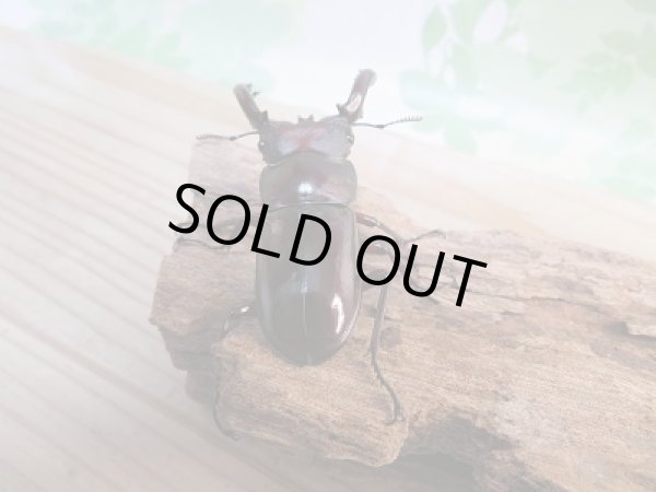 画像3: 新成虫☆F3!!フォルスターフタマタクワガタ(原名亜種)♂66ミリ♀37.5ミリペア販売!! (3)