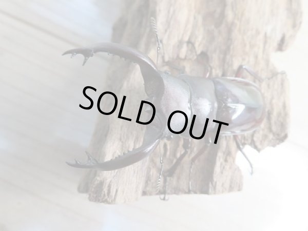 画像2: 新成虫☆F3!!フォルスターフタマタクワガタ(原名亜種)♂66ミリ♀37.5ミリペア販売!! (2)