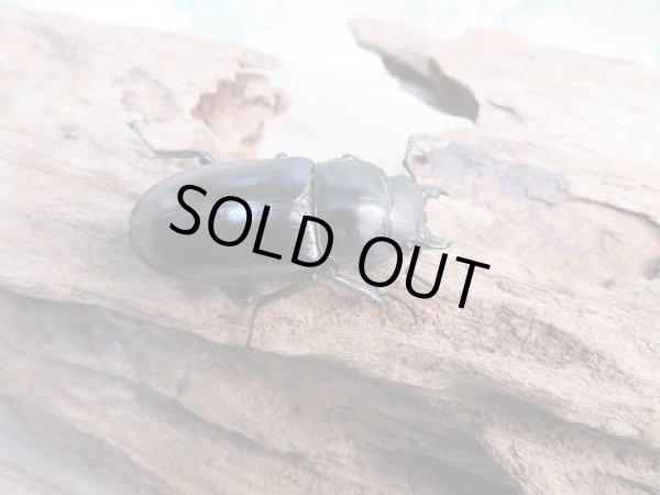 画像4: 新成虫☆F3!!フォルスターフタマタクワガタ(原名亜種)♂66ミリ♀37.5ミリペア販売!! (4)