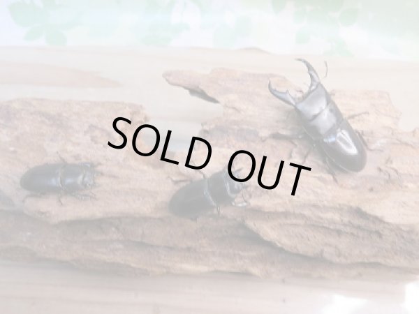 画像6: 新成虫☆F3☆ミヤマヒラタクワガタ♂49.5ミリ♀フリーサイズペア+♀フリートリオ販売!! (6)