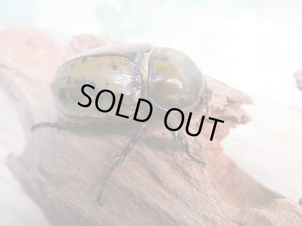 画像4: 新成虫☆ティティウスシロカブト♂51ミリ♀40ミリペア販売!! (4)