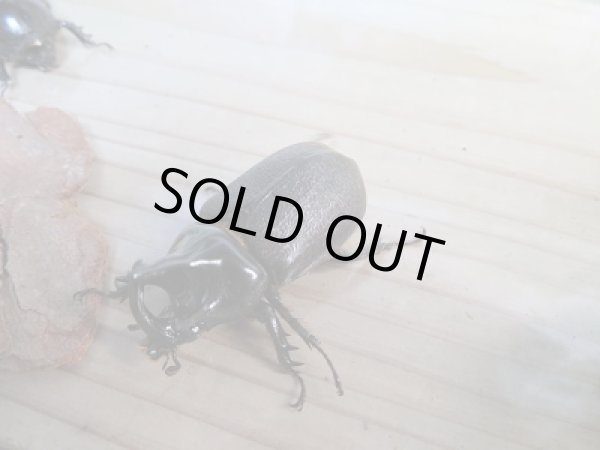 画像2: 新成虫☆F5☆ぺヘルケヘラヅノカブト(ぺヘルケヒサシサイカブト)♂48ミリ♀フリーサイズペア (2)