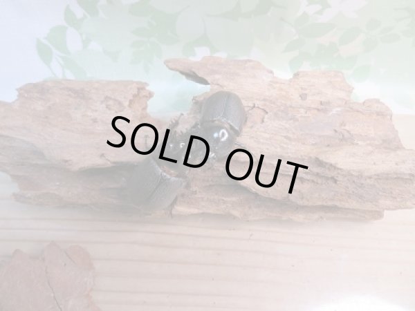 画像5: 新成虫☆F5☆ぺヘルケヘラヅノカブト(ぺヘルケヒサシサイカブト)♂48ミリ♀フリーサイズペア (5)