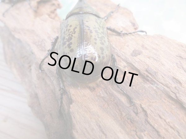 画像3: 新成虫☆ティティウスシロカブト♂51ミリ♀40ミリペア販売!! (3)