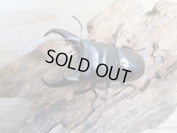 画像2: 新成虫☆F3☆ミヤマヒラタクワガタ♂49.5ミリ♀フリーサイズペア+♀フリートリオ販売!! (2)