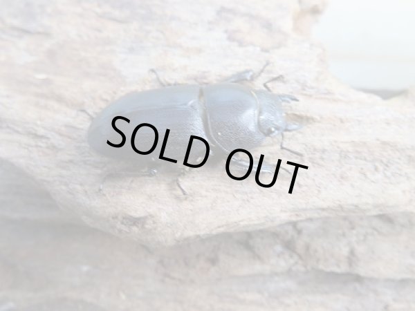 画像4: 新成虫☆F3☆ミヤマヒラタクワガタ♂49.5ミリ♀フリーサイズペア+♀フリートリオ販売!! (4)