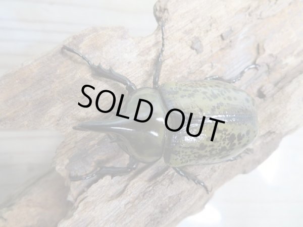 画像2: 新成虫☆ティティウスシロカブト♂51ミリ♀40ミリペア販売!! (2)