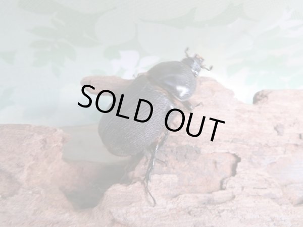 画像4: 新成虫☆F5☆ぺヘルケヘラヅノカブト(ぺヘルケヒサシサイカブト)♂48ミリ♀フリーサイズペア (4)