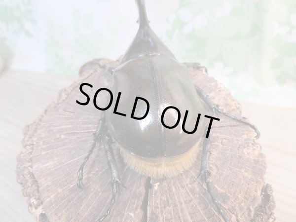 画像3: 新成虫☆D.H.リッキー♂109ミリ♀65ミリペア販売!! (3)