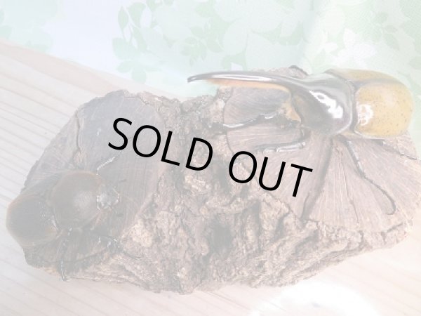 画像5: 新成虫☆D.H.リッキー♂117ミリ♀67ミリペア販売!! (5)