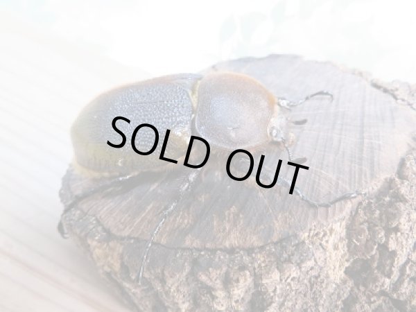 画像4: 新成虫☆D.H.リッキー♂117ミリ♀67ミリペア販売!! (4)