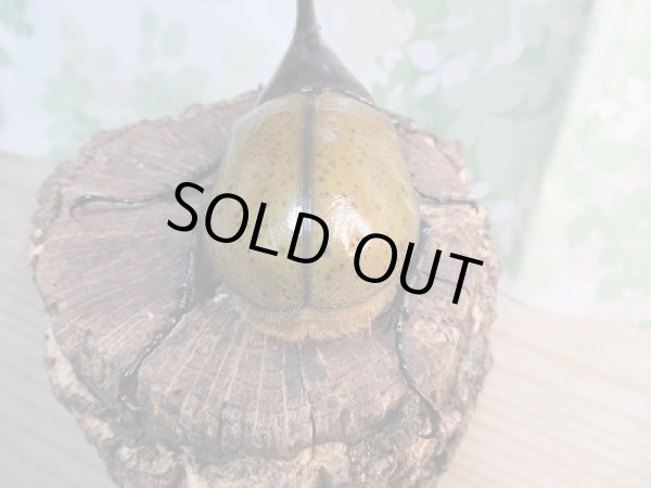 画像3: 新成虫☆D.H.リッキー♂117ミリ♀67ミリペア販売!! (3)