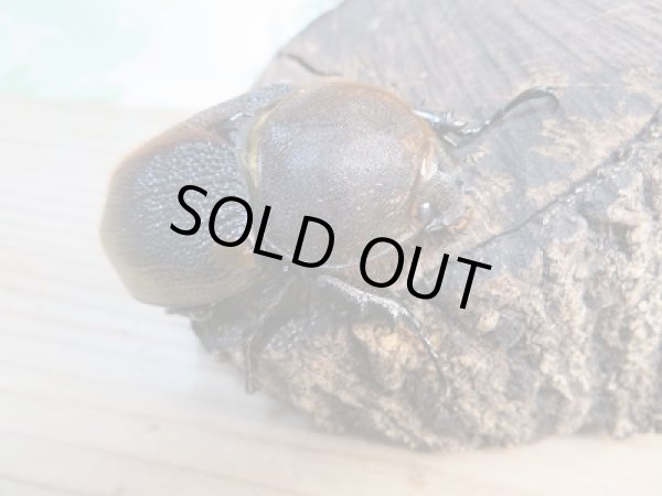 画像4: 新成虫☆D.H.リッキー♂109ミリ♀65ミリペア販売!! (4)