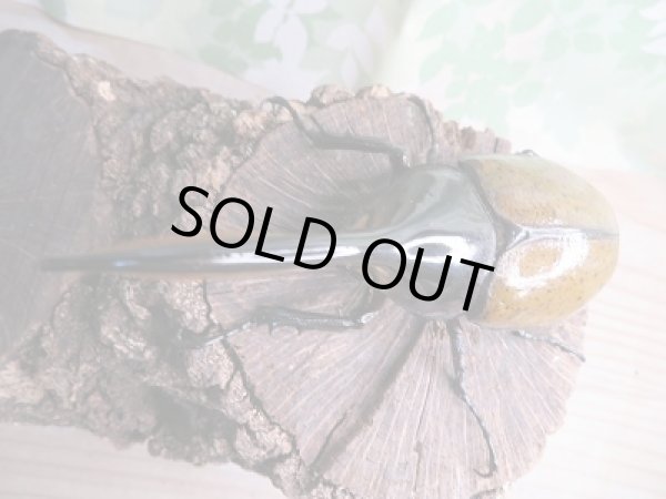 画像2: 新成虫☆D.H.リッキー♂117ミリ♀67ミリペア販売!! (2)