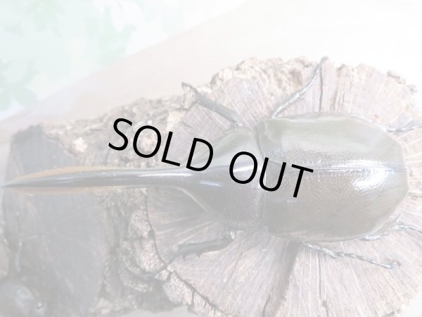 画像2: 新成虫☆D.H.リッキー♂109ミリ♀65ミリペア販売!! (2)