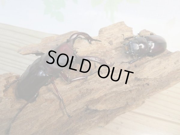 画像5: 大型!新成虫☆F1☆フォルスターフタマタクワガタ(亜種ニシ)♂81ミリ♀43.5ミリペア販売!! (5)