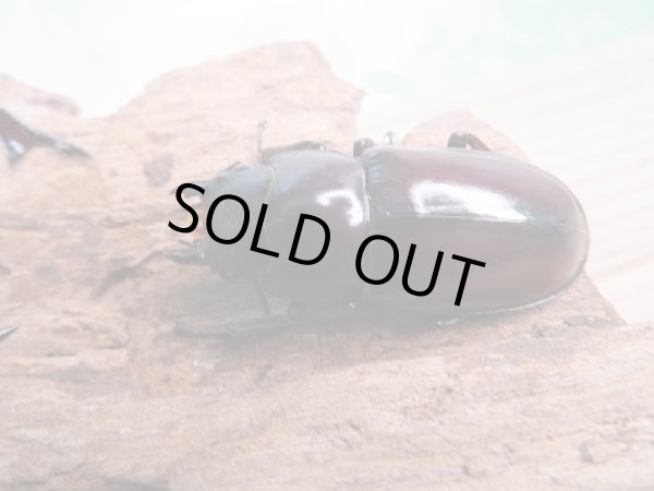 画像4: 大型!新成虫☆F1☆フォルスターフタマタクワガタ(亜種ニシ)♂81ミリ♀43.5ミリペア販売!! (4)