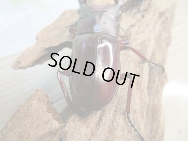 画像3: 大型!新成虫☆F1☆フォルスターフタマタクワガタ(亜種ニシ)♂81ミリ♀43.5ミリペア販売!! (3)