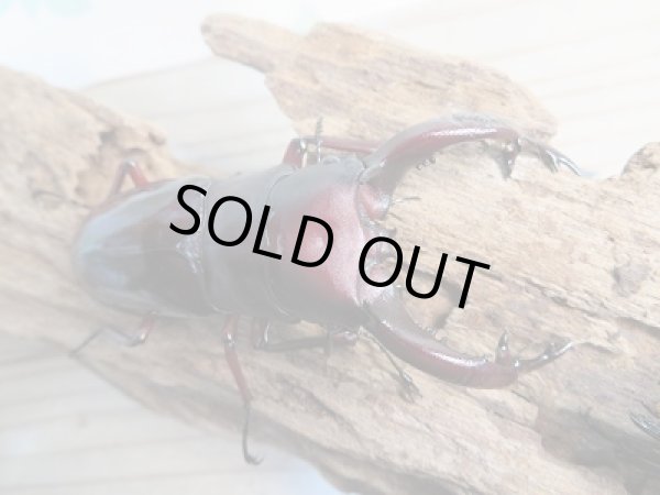 画像2: 大型!新成虫☆F1☆フォルスターフタマタクワガタ(亜種ニシ)♂81ミリ♀43.5ミリペア販売!! (2)