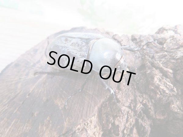 画像4: 美麗!F2☆新成虫☆グラントシロカブト♂77ミリ♀53ミリペア販売!! (4)