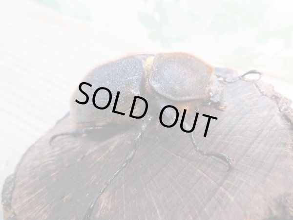 画像4: 新成虫☆D.H.リッキー♂114ミリ♀65ミリペア販売!! (4)