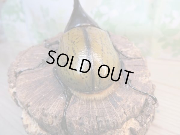 画像3: 新成虫☆D.H.リッキー♂112ミリ♀60ミリペア販売!! (3)